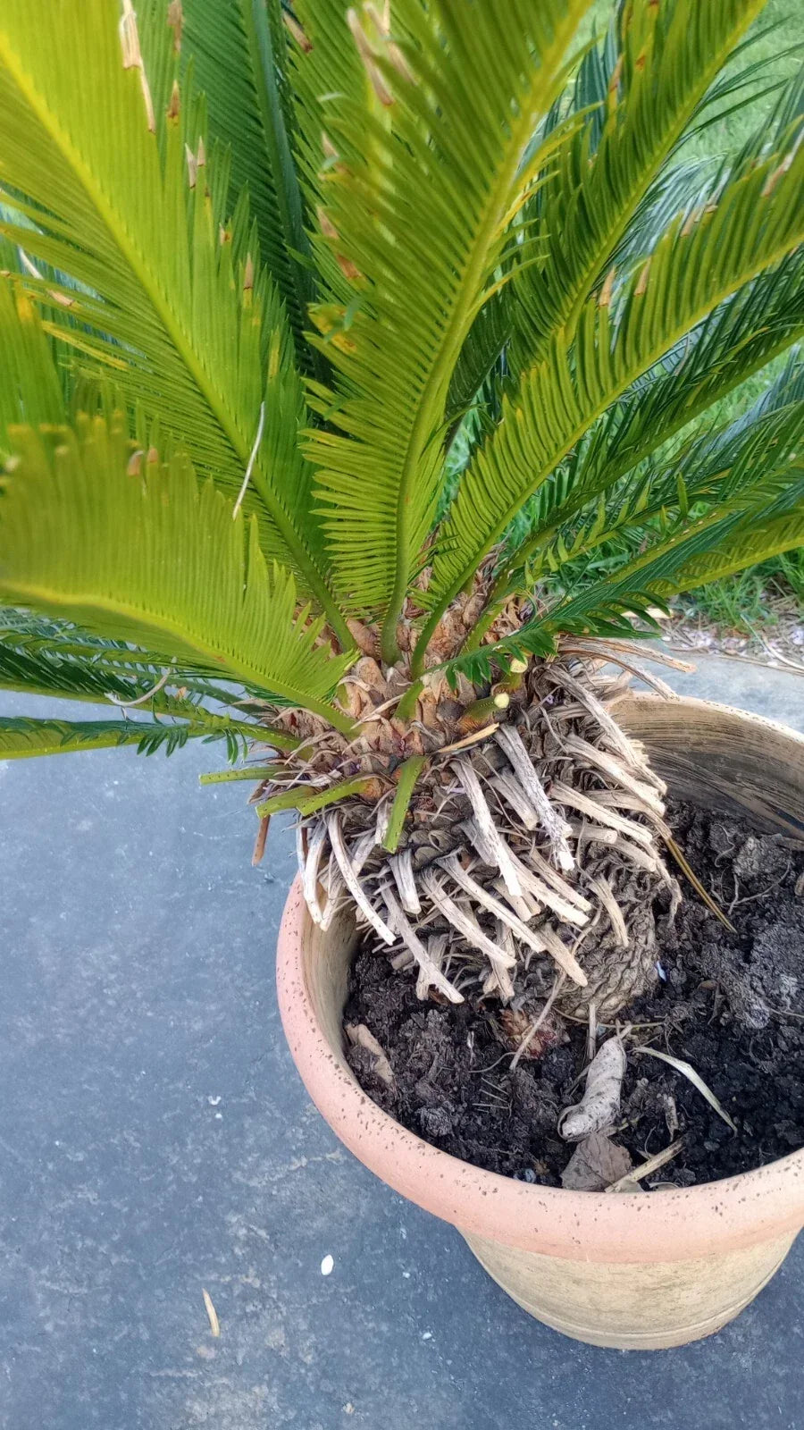 King Sago Palm Tree Live Plant 4' Indoor Outdoor Cycas revoluta 25 Years+ Low Maintenance Tropical Foliage