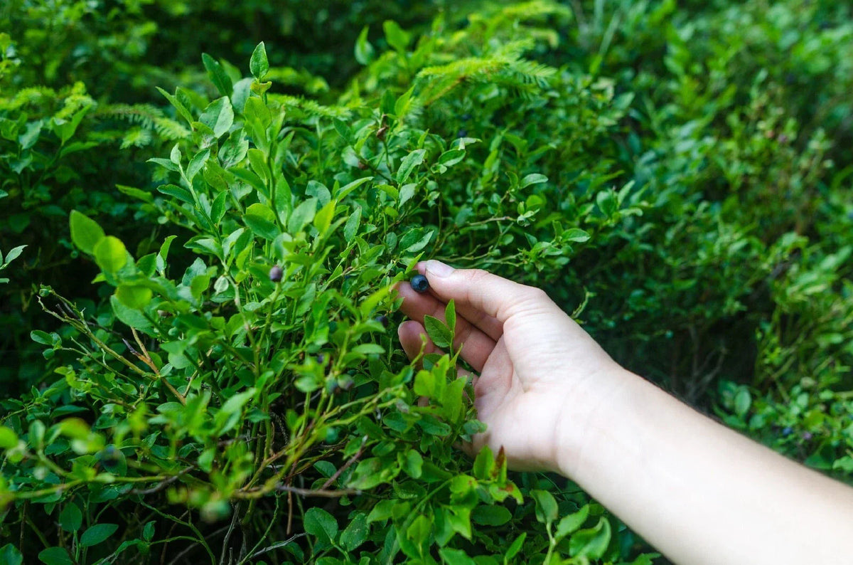 Evergreen Huckleberry Seeds - 50+ Premium Seeds - Edible Fruit Plant - Vaccinium ovatum - Hardy Shrub for Gardens