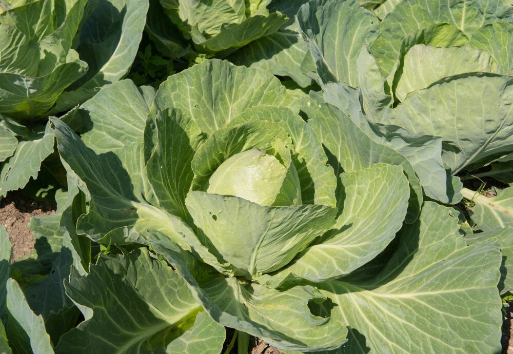 Earliana Cabbage Seeds, 500+ Count, Heirloom Vegetable Seeds, Brassica oleracea var. capitata, Non-GMO, USA