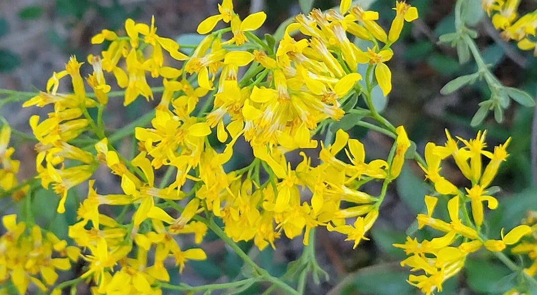 Woody Goldenrod Seeds 25 Pack | Chrysoma Pauciflosculosa | Florida Native Flower | Attracts Pollinators