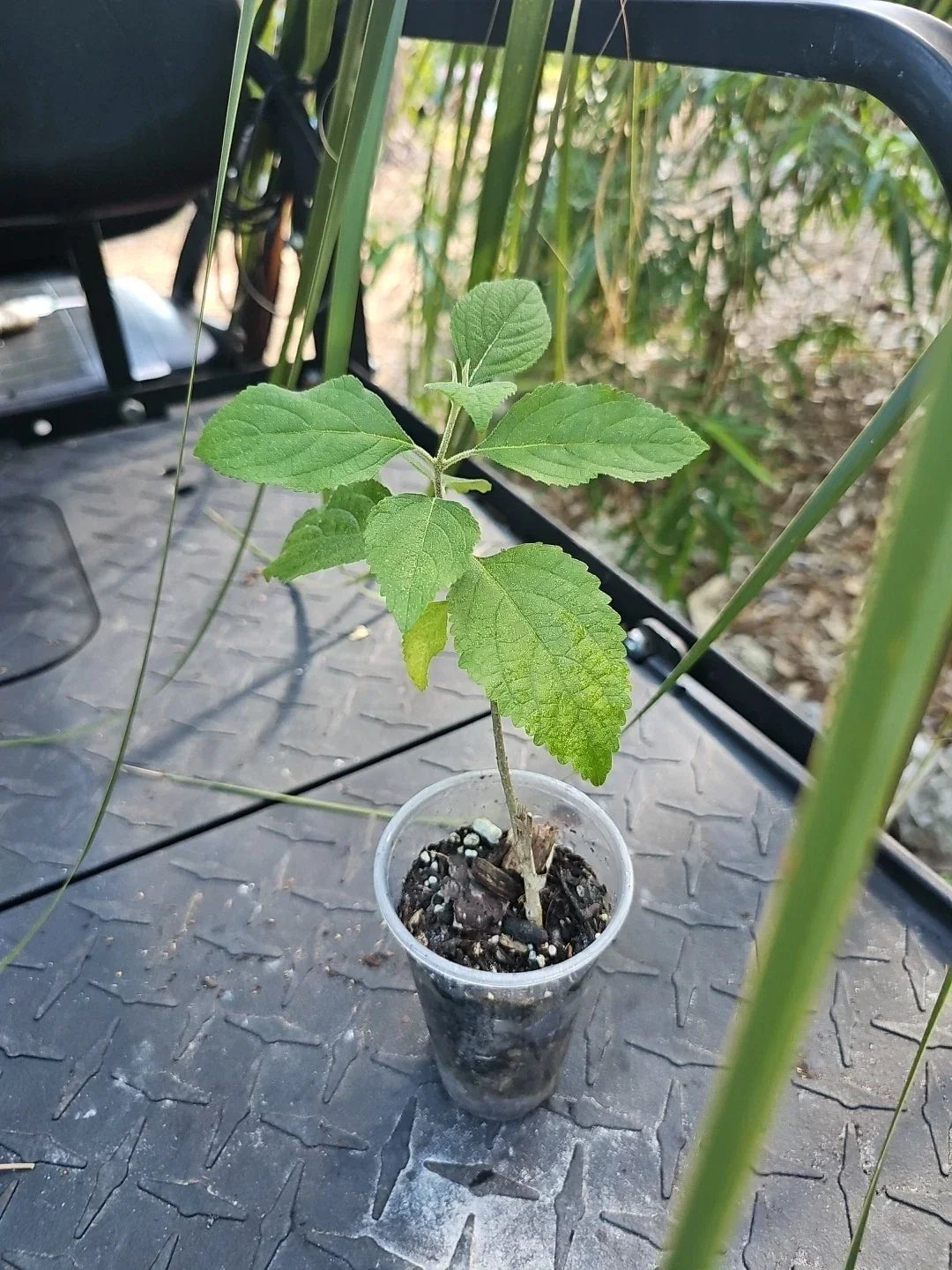 Purple American Beauty Berry Bush Live Plant 3" Pot Callicarpa americana