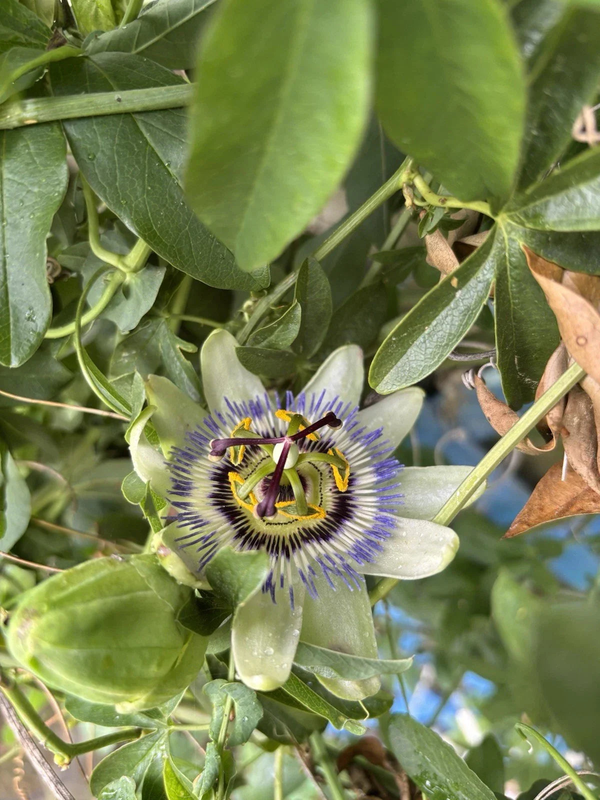 Live Starter Plant - 6-12 Inch Possum Purple Passion Fruit - Self Fertile - Passiflora edulis - Climbing Vine for Gardens