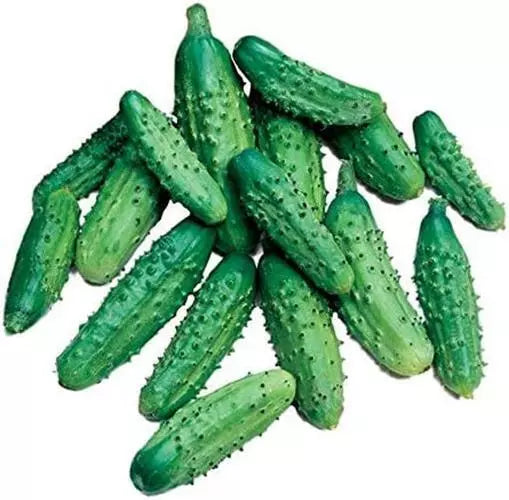 Parisian Gherkin Cucumber Seeds - 20 Seeds, Easy to Grow, Cucumis sativus, Ideal for Pickling and Salads