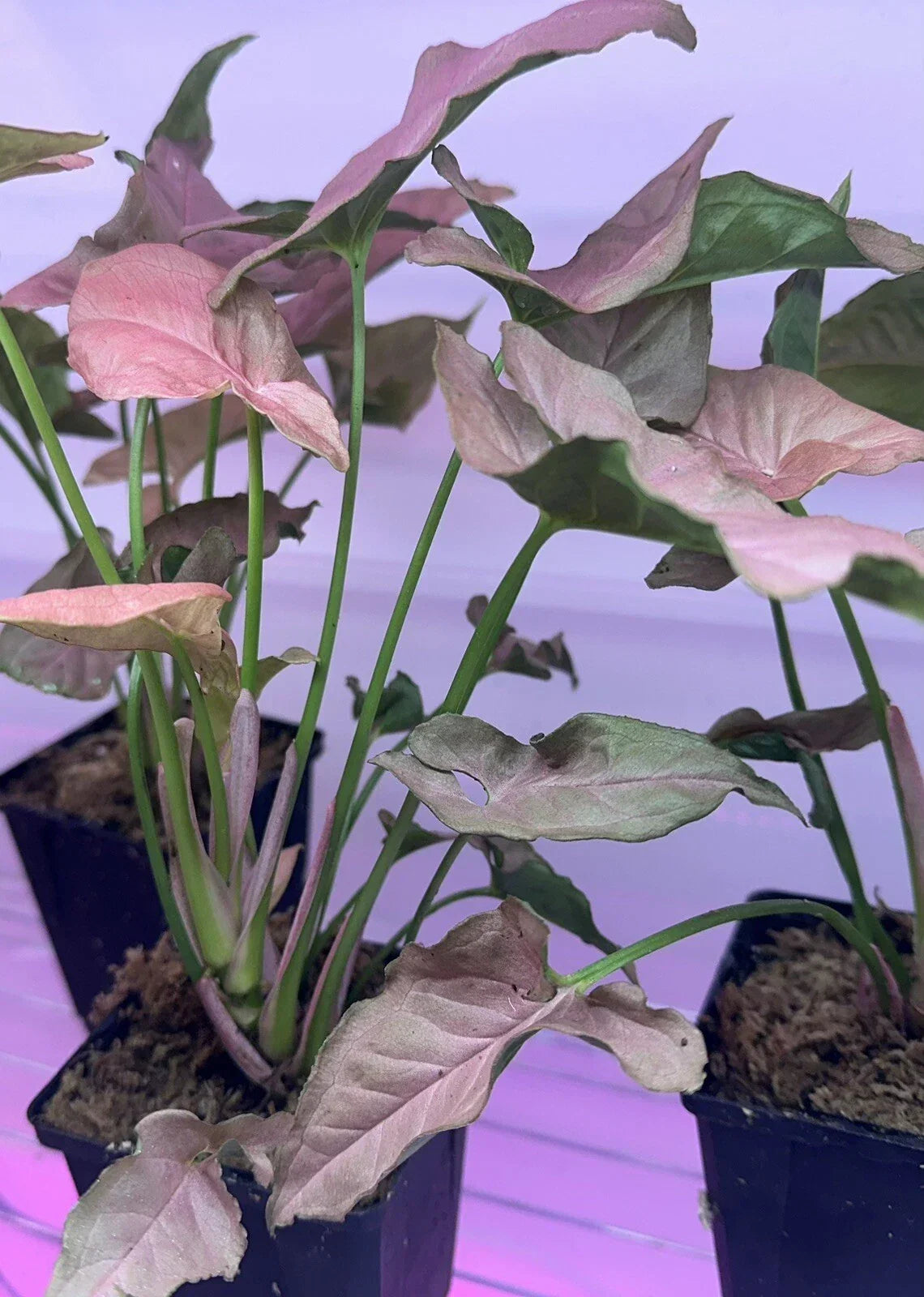 Syngonium "Mickey" Houseplant 4" Pot Easy Care Air Purifier Syngonium podophyllum