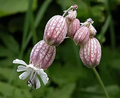 Bladder Campion Seeds 50 Pack - Silene vulgaris - Heirloom Garden Flower Seeds - Pollinator Friendly, Low Maintenance