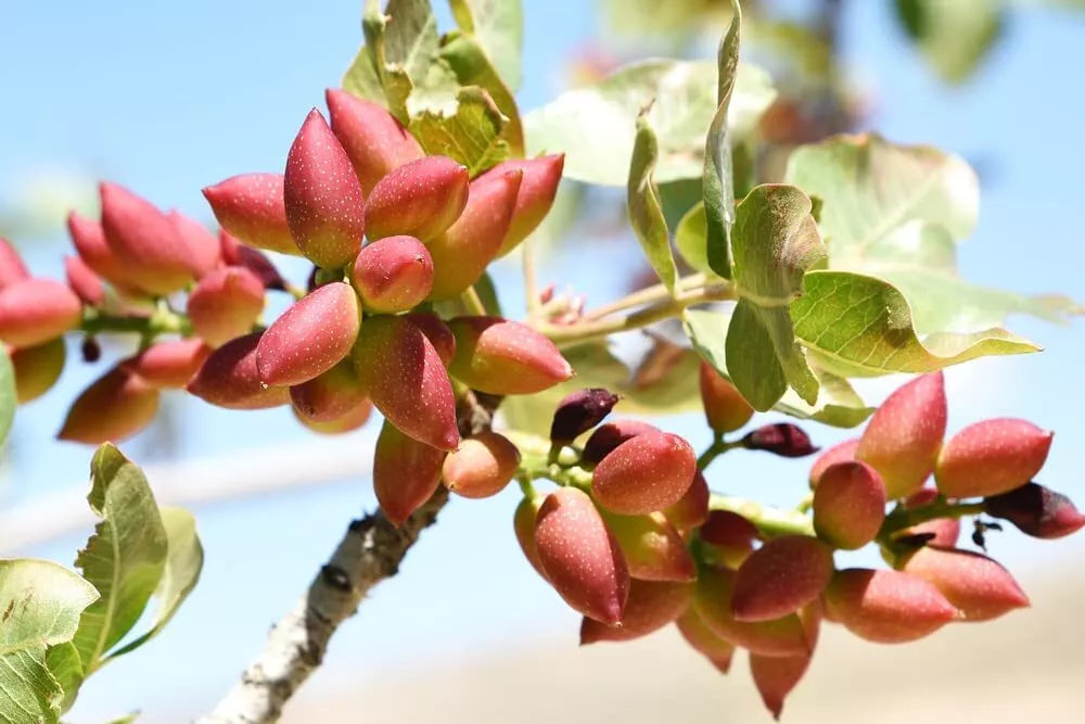 Pistachio Nut Tree Seeds 6 Pack Green Pistacia Vera Seeds for Planting Nut Trees