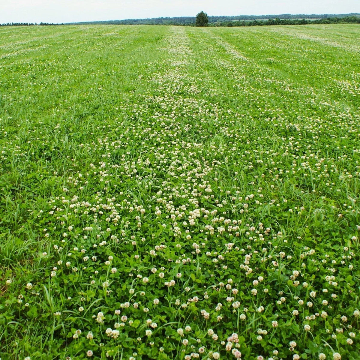 Dutch White Clover Seeds - Lush Ground Cover - Trifolium repens - Ideal for Lawns & Meadows - Planting in 2025