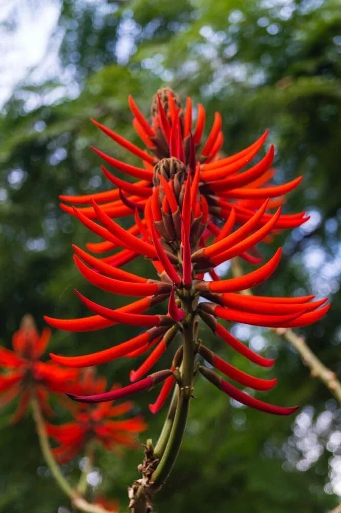 Kaffir Coral Tree Seeds - 20 Pack - Erythrina variegata - Tropical Flowering Tree Seeds - Vibrant Coral-Red Flowers