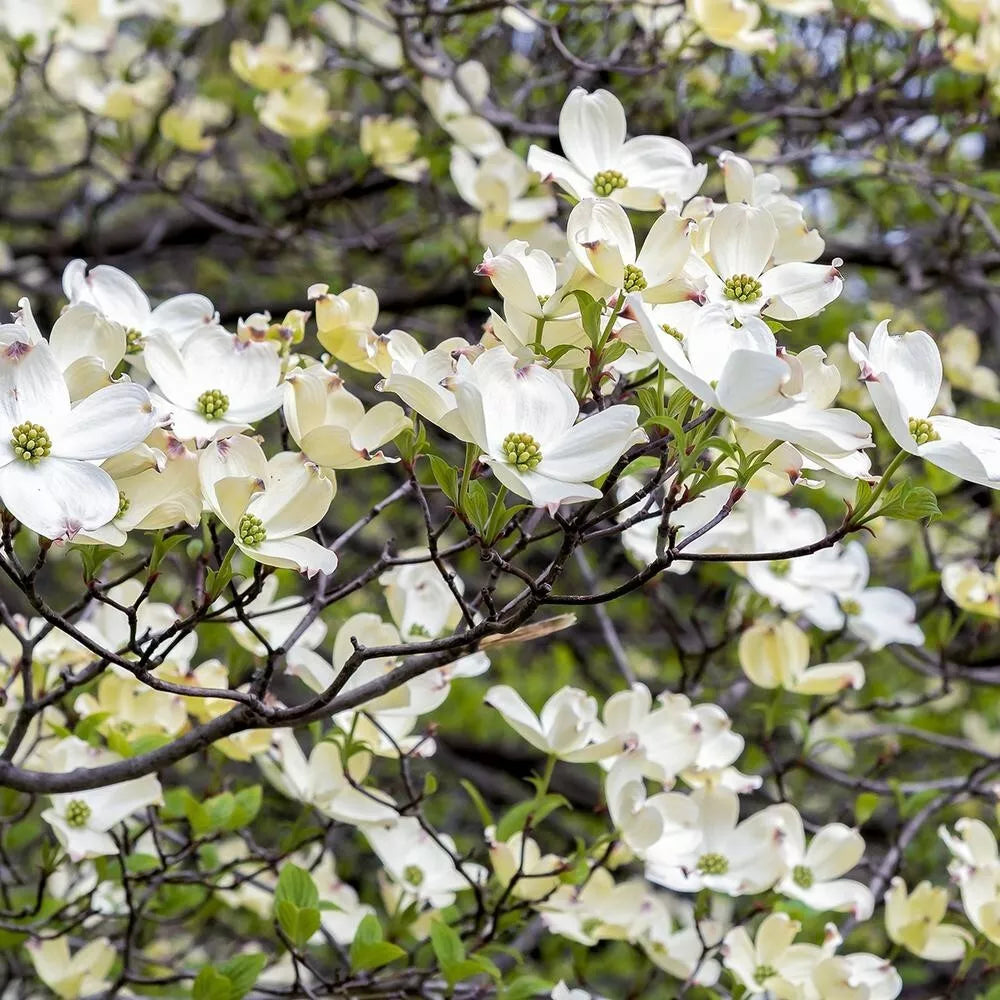 American White Dogwood Tree Cuttings 6+2 Scions for Grafting, Cornus florida, Ideal for Rooting and Garden Elegance