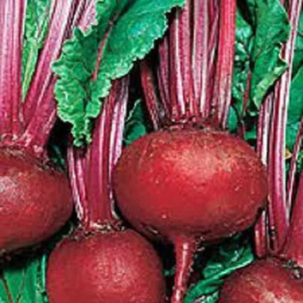 Detroit Dark Red Beet Seeds - 50+ Heirloom Non-GMO Seeds - Sweet Beet Variety - Beta vulgaris for Home Gardening
