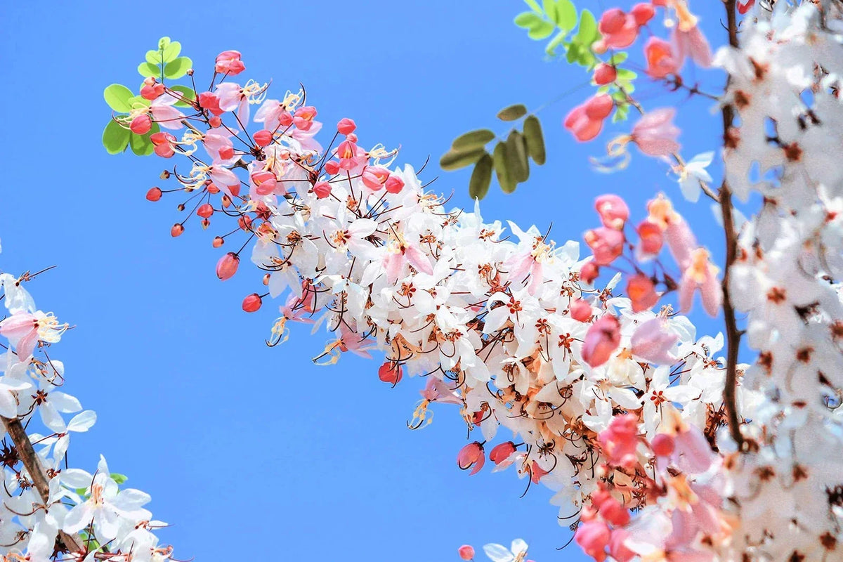 Pink Shower Tree Seeds - 10 Seeds - Cassia grandis - Tropical Flowering Tree for Garden Planting