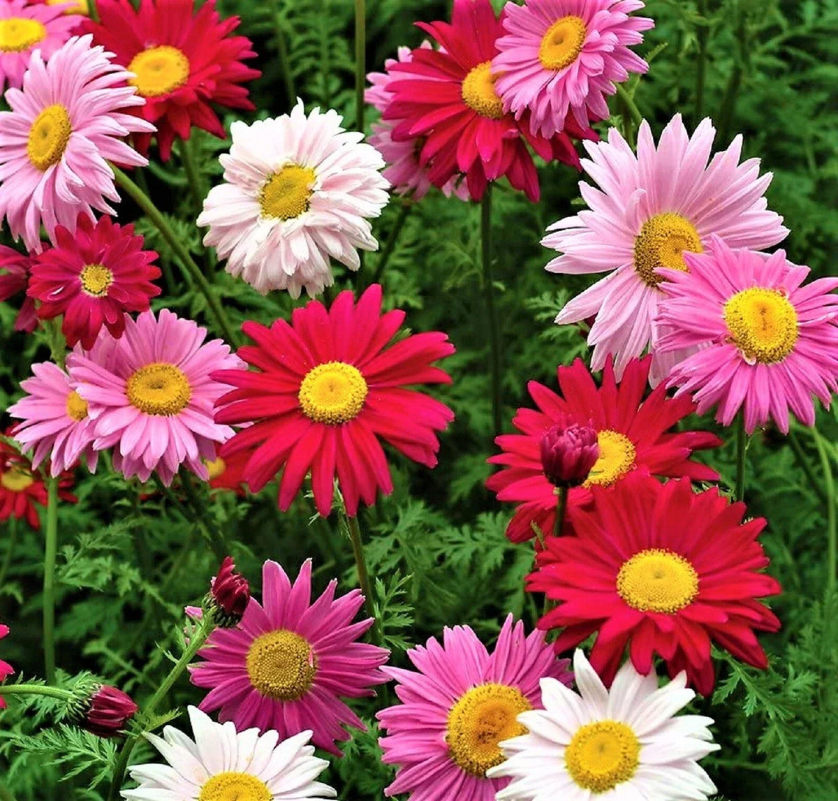 Multi Color Painted Daisy Seeds - 200+ Seeds - Bellis perennis - Vibrant Perennial Flowers for Garden & Pollinators