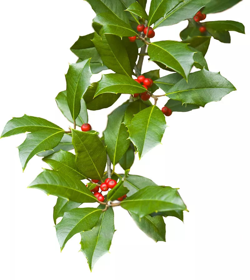 20 Thin Cuttings Scions American Holly Ilex opaca - Hardy Evergreen Shrub for Privacy Screening and Wildlife Habitat