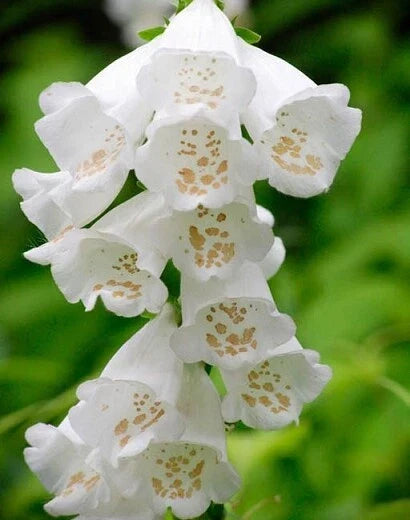 Foxglove Seeds 50 Pack - Foxy White - Digitalis purpurea - Easy to Grow for Shade Gardens and Pollinator Attraction