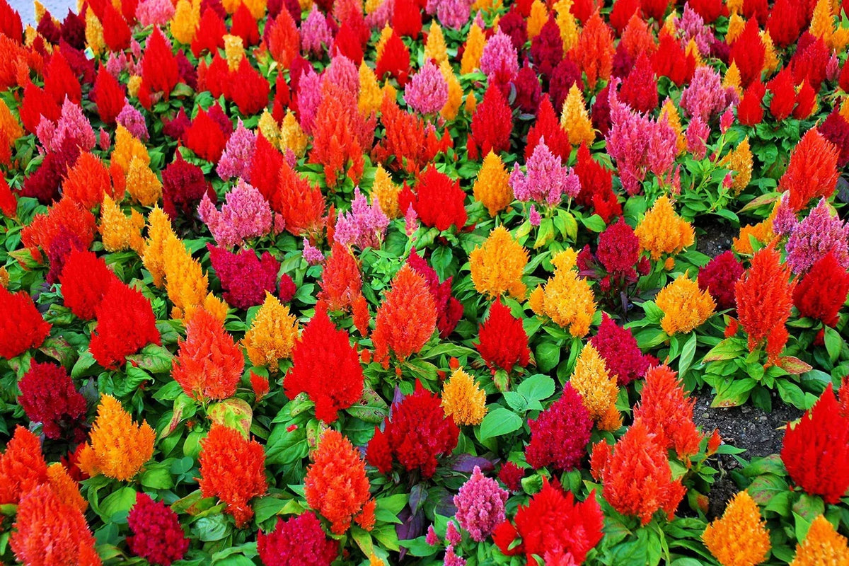 Celosia Seeds - 100+ Mixed Color Pampas Plume - Celosia argentea - USA Grown