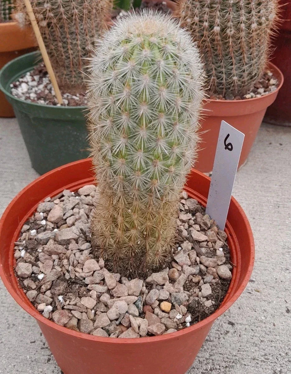 Haageocereus Pseudomelanostele Aurispinus Cactus 5-6" Bareroot, Unique Golden Spines, Ideal for Indoor/Outdoor Decor