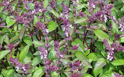 Cinnamon Basil Seeds - Culinary Herb - Aromatic Flavor for Beverages - Ocimum basilicum 'Cinnamon' - Non-GMO Seed Packet