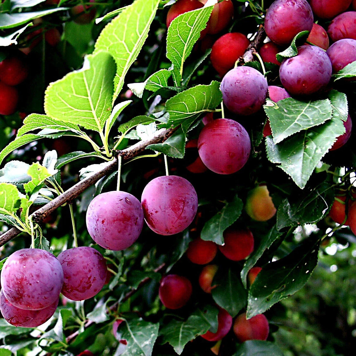 American Plum Tree Seeds - Prunus americana - Hardy Fruit & Flower Plant - Fast-Growing for Zones 3-8