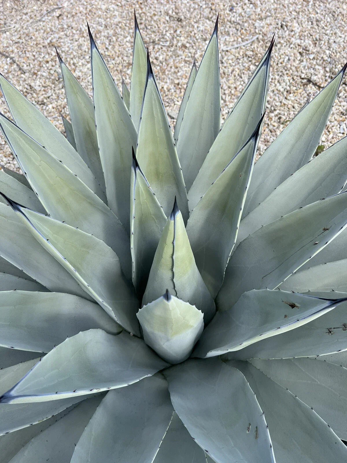 Agave Parryi Var. Couesii Live Plant - Rare Succulent in 6 Inch Pot - Agave parryi var. couesii - Drought-Tolerant Indoor/Outdoor Plant