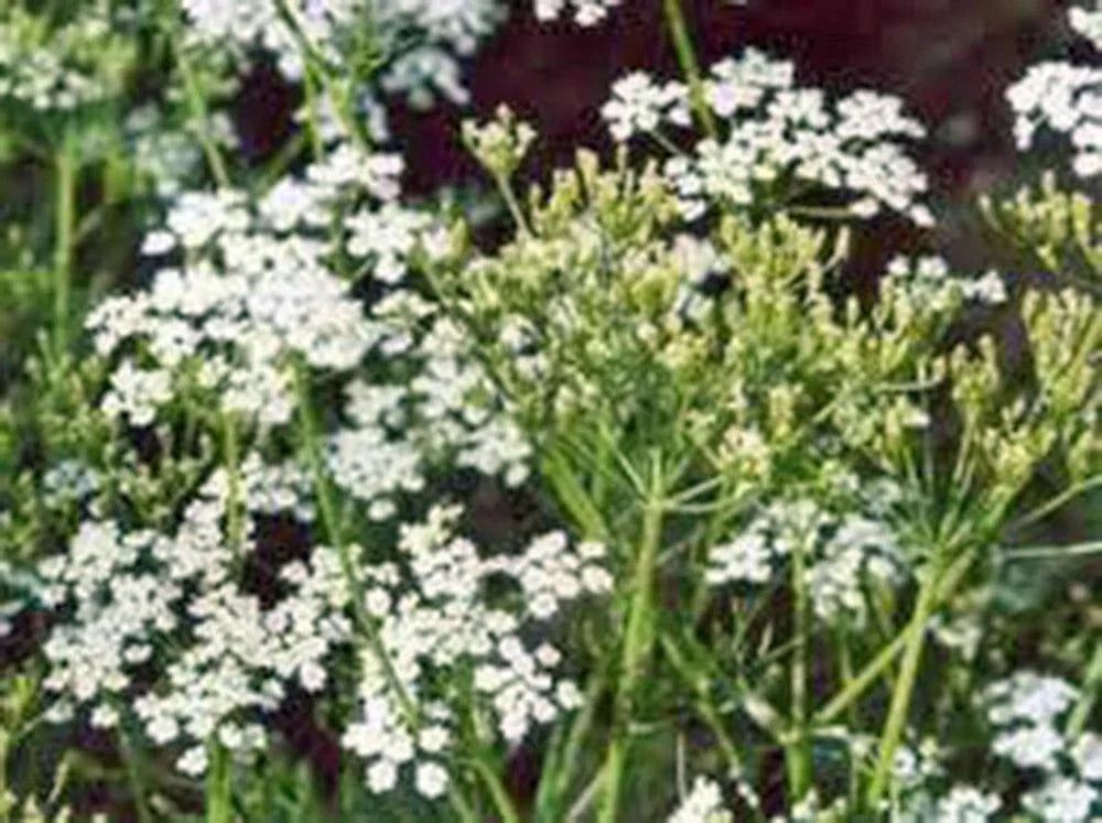 Caraway Herb Seeds - 100+ Seeds - Culinary Herb for Cooking - Carum carvi - Non-GMO, Easy to Grow for Garden or Pots