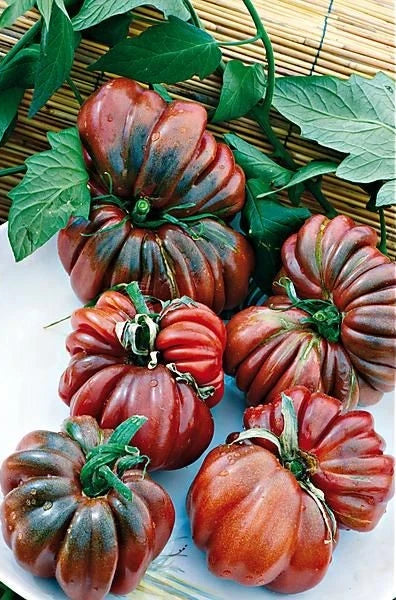Black From Tula Tomato Seeds - 30+ Heirloom Organic NON-GMO - Solanum lycopersicum - Rare Dark Variety for Home Garden