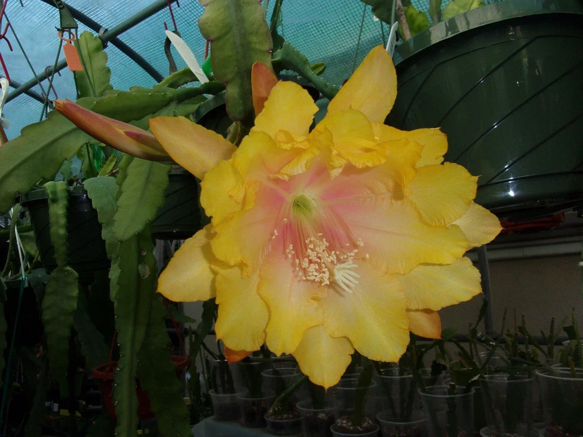 Epiphyllum Orchid Cactus Cutting - Clarity's Abraxas - 6-8 inch Tropical Houseplant - Easy Care Succulent - Epiphyllum spp.