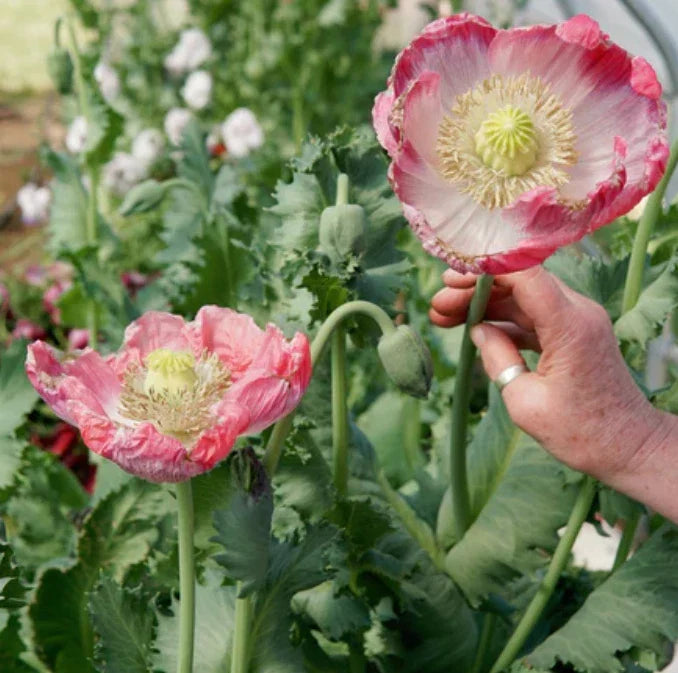 Poppy Seeds - 500 Organic Seeds - Qis Bowling Ball Variety - Pink Flowers - Papaver somniferum - Easy to Grow