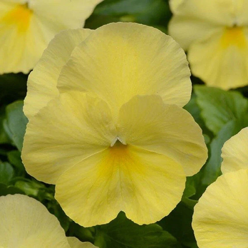 15 Pansy Seeds - Cool Wave Lemon Trailing Pansy - Viola x wittrockiana - Non-GMO, Perfect for Baskets & Containers