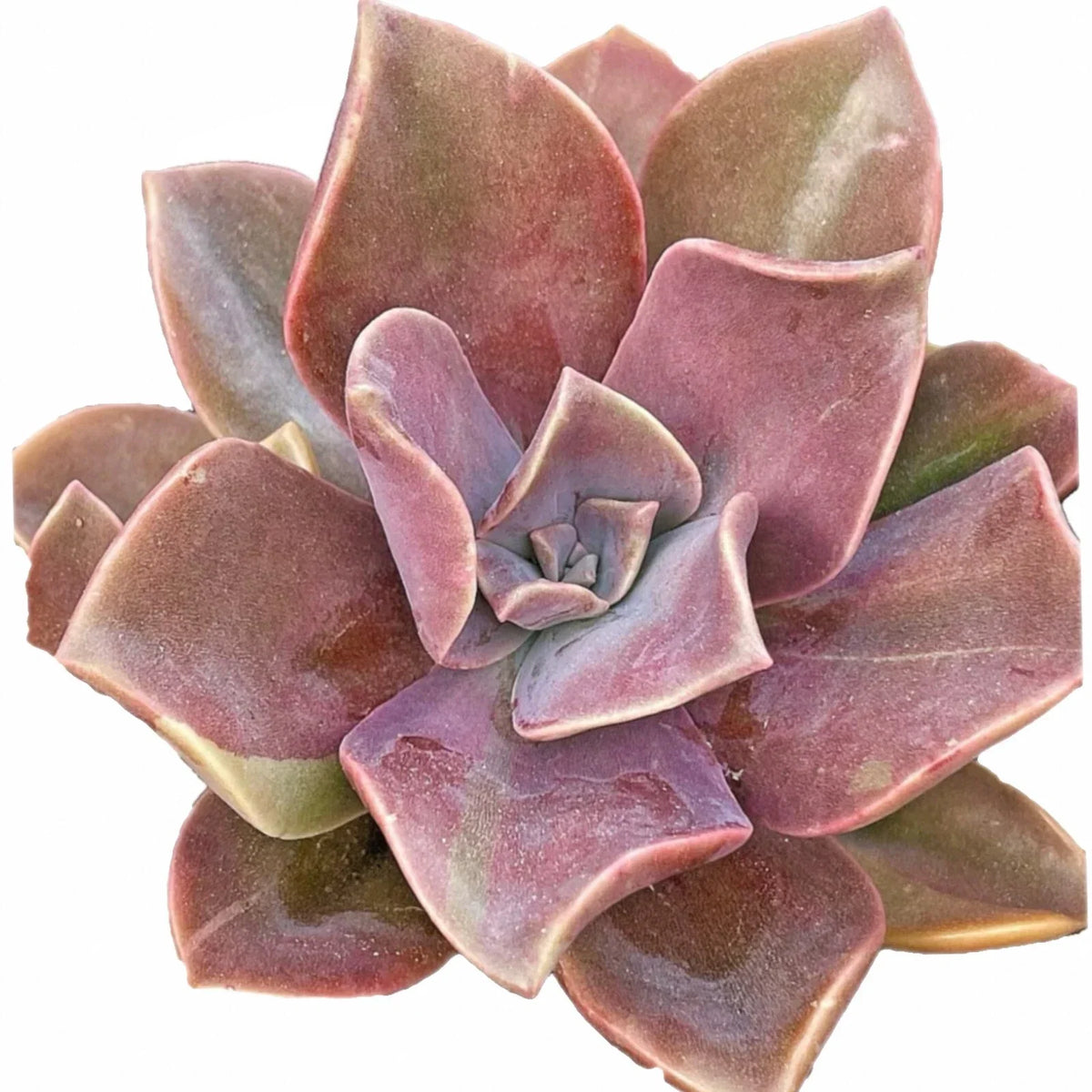 4-Inch Graptoveria Dusty Fred Ives Succulent, Rare Live Plant, Easy Care Houseplant, Graptoveria 'Dusty Fred Ives'