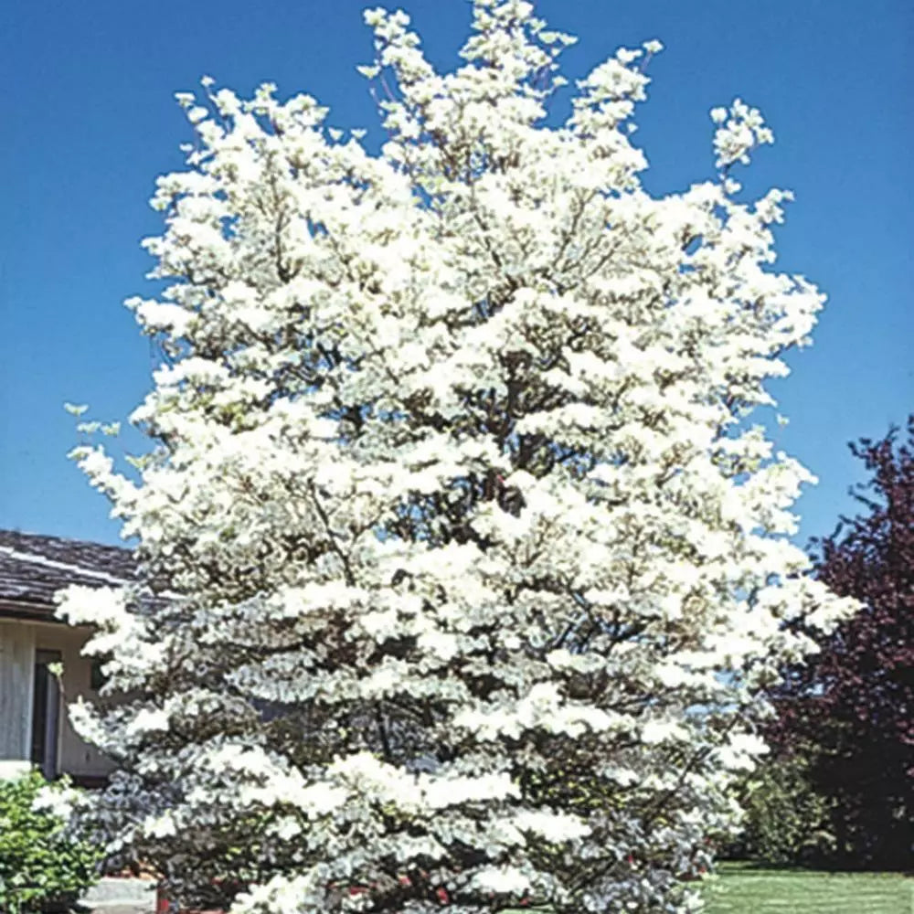 Flowering Dogwood Tree Live Plant 12-18" Bare Root Cornus florida - White to Pink Blooms, Ideal for Gardens