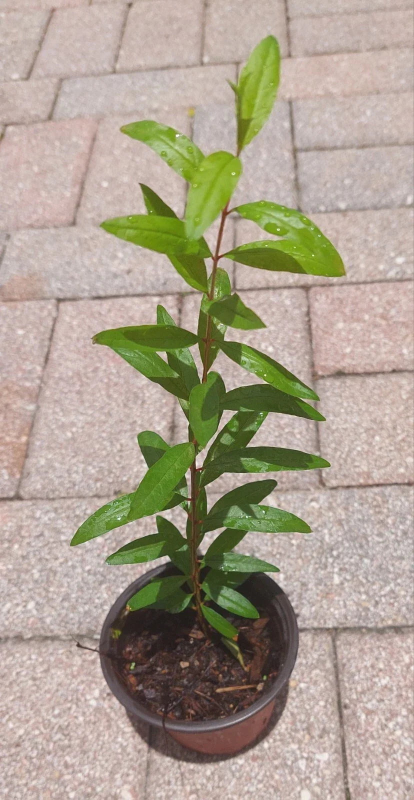 Pomegranate Live Tree in Pot - Pink Fruits - Punica granatum - Easy Care for Gardens & Patios, Container Gardening