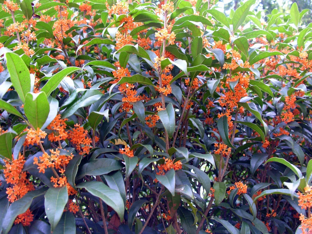 Fragrant Tea Sweet Olive Plant - Rooted Starter - Apricot Echo Variety - Osmanthus fragrans - Aromatic Evergreen Foliage