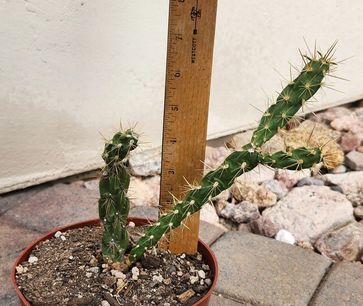Live Rooted Cactus Plant - Tree Cholla - Cylindropuntia imbricata - Pueblo Colorado Variety - Drought-Resistant Garden Plant
