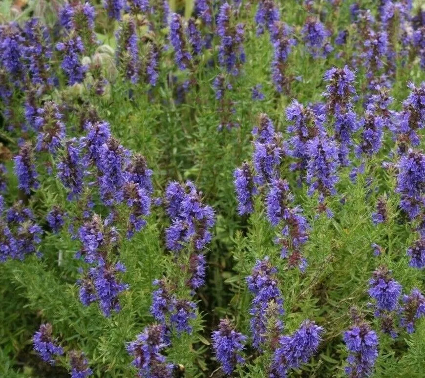 Hyssop Seeds 500+ Perennial Flower Hyssopus officinalis Aromatic Garden Herbs