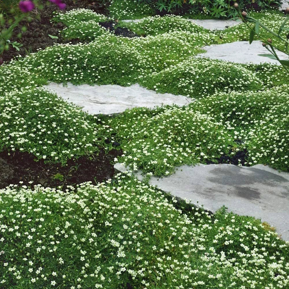 Irish Moss Seeds - Ground Cover Seeds - Charming Blooms - Chondrus crispus - Low Maintenance, Shade Tolerant, Hardy Plants