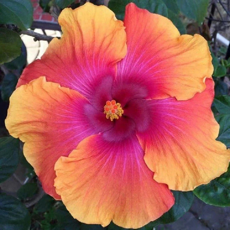 Hibiscus Seeds - 20 Perennial Orange Pink Flower Seeds - Hibiscus rosa-sinensis - Attracts Butterflies and Hummingbirds