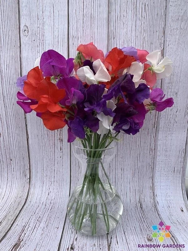 Sweet Pea Seeds 50+ Riviera Mixture - Lathyrus odoratus - Non-GMO, Fragrant Climbing Vine for Garden Planting