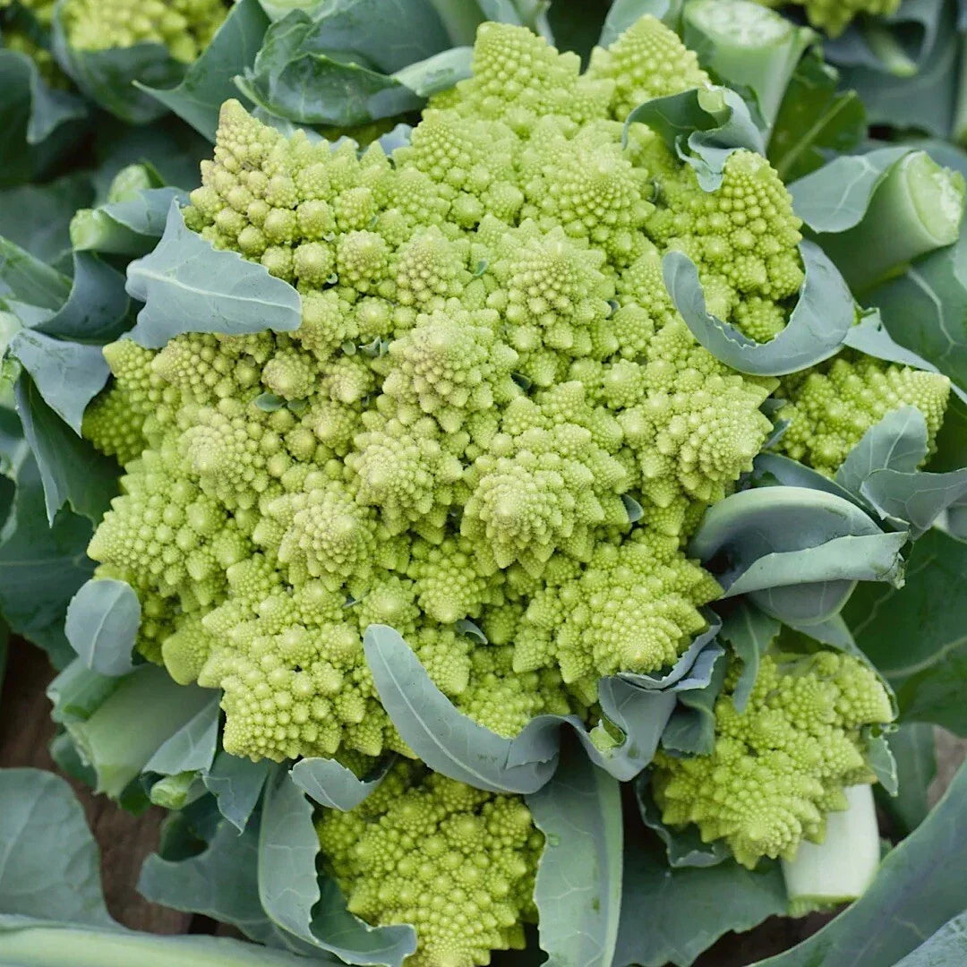 Romanesco Broccoli Seeds - 500 Non-GMO Heirloom Seeds - Brassica oleracea - Unique Fractal Shape for Organic Gardening