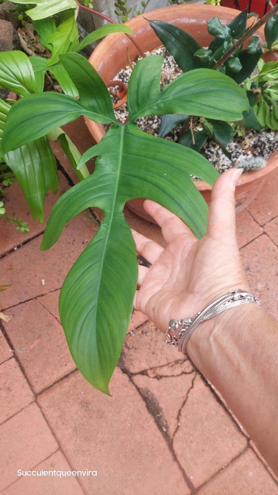 Philodendron Florida Beauty Plant - 4-Inch Rooted Variegated Houseplant - Philodendron 'Florida Beauty' - Tropical Indoor Decor