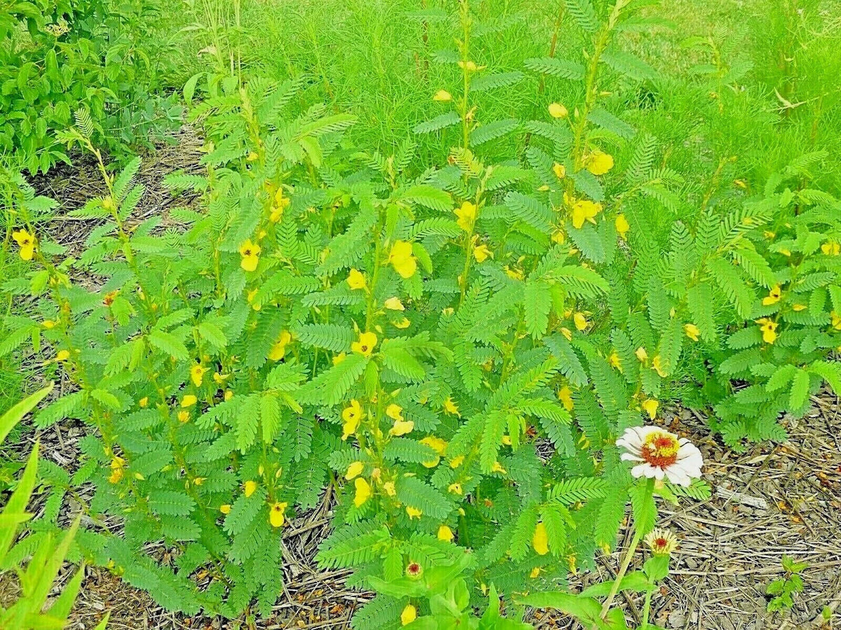 Partridge Pea Seeds - 201+ Count - Native Wildflower - Chamaecrista fasciculata - Fall Food Source for Wildlife