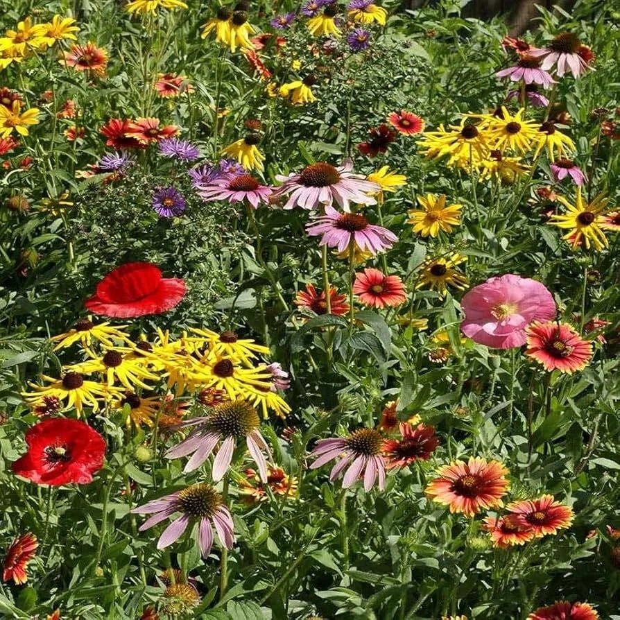 Midwestern Wildflower Seeds Mix - 19 Species - Native Pollinator-Friendly Flowers - Eco-Friendly Garden Seeds
