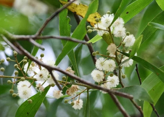 Blackwood Acacia Seeds - 40+ Seeds - Acacia melanoxylon - Drought-Tolerant Landscaping Tree