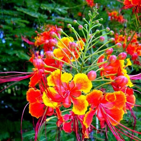 Mexican Red Bird of Paradise Seeds - Dwarf Poinciana - Caesalpinia pulcherrima - 20 Pack - Yellow and Red Flowers