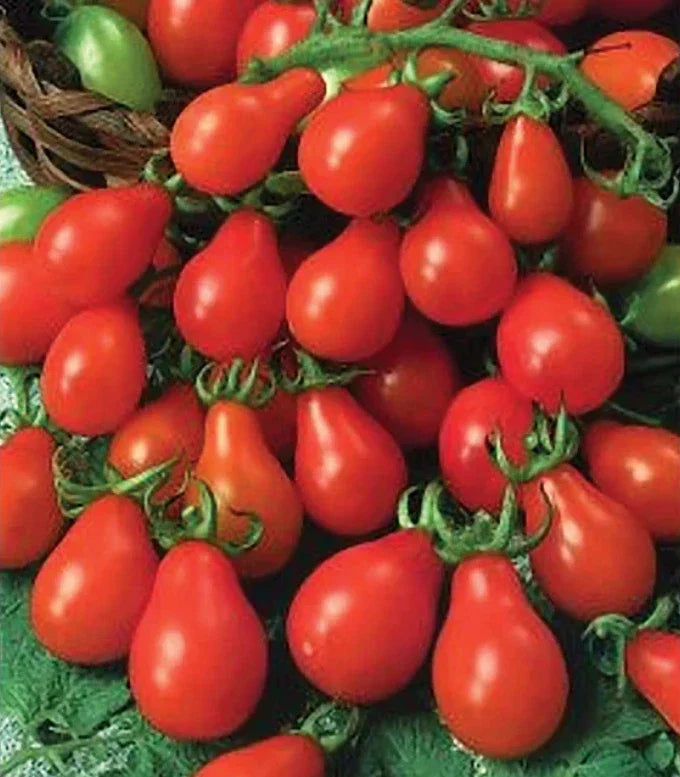 Red Pear Tomato Seeds - 100 Non-GMO Heirloom Seeds - Indeterminate Variety (Solanum lycopersicum) for Container Gardening