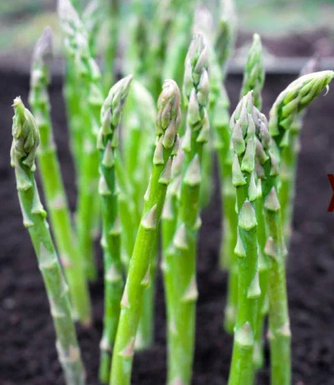Asparagus Seeds 50 Count Mary Washington Perennial Heavy Yields Asparagus officinalis - High-Yield Vegetable Garden Seeds