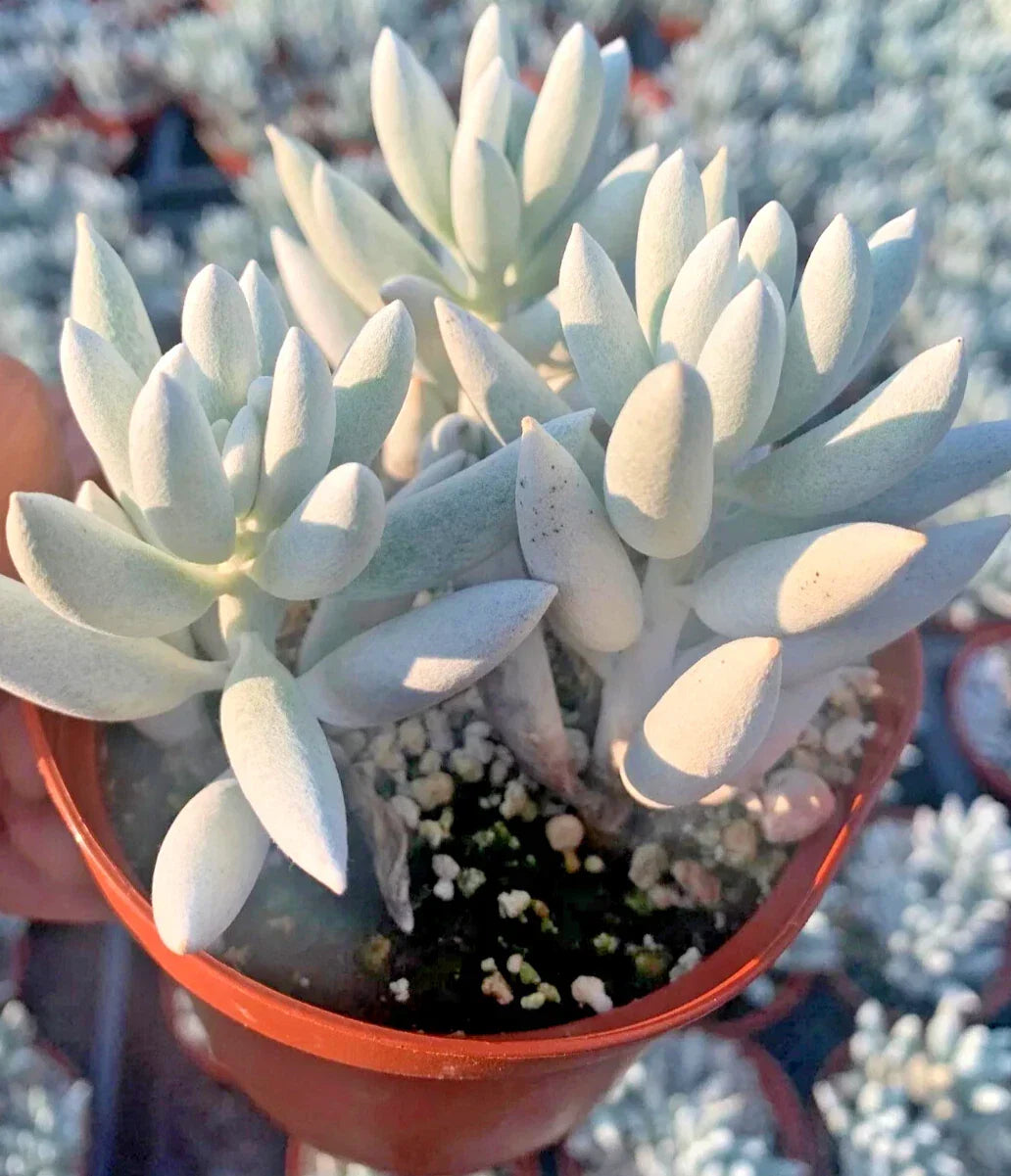 Senecio Haworthii Succulent Plant - 4" Diameter - Unique Silvery-White Variety - Rare Indoor Plant - Drought-Tolerant