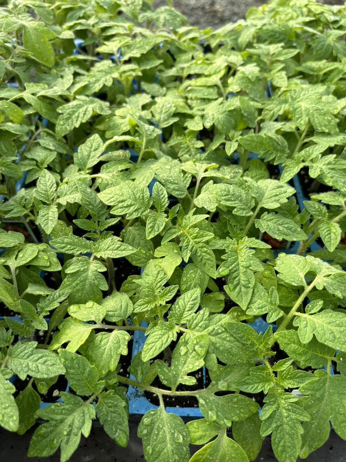 Roma Tomato Live Plants Lot of 4 - 6 to 10 Inches - Solanum lycopersicum - High-Yielding Variety for Sauces and Pastes