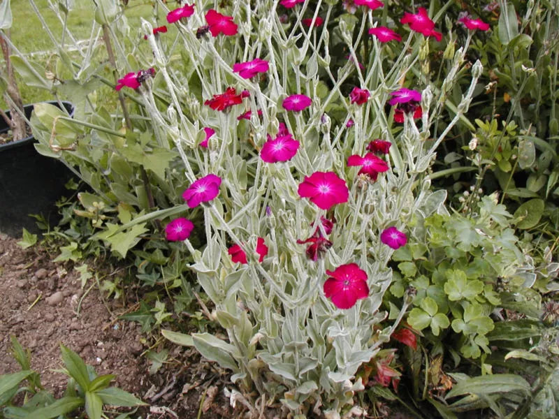 Pink Rose Campion Seeds - 150 Seeds - Lychnis coronaria - Perennial Flower Seeds for Garden and Pollinators
