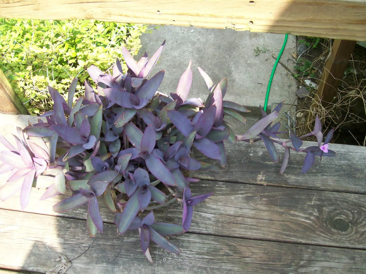 Well-Rooted Purple Heart Wandering Jew Plant Starter - Tradescantia pallida - Ideal for Hanging Baskets or Pots