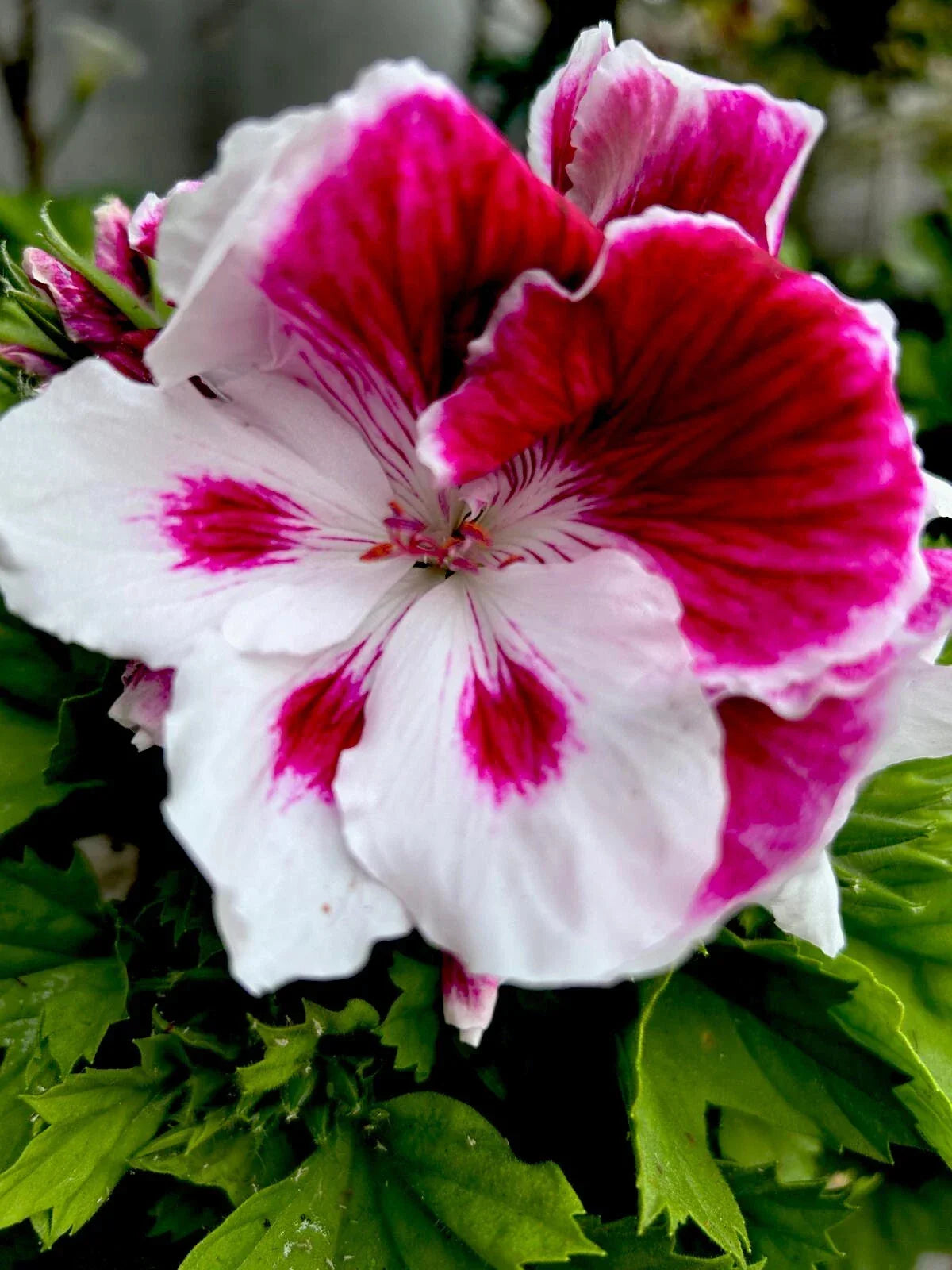 Geranium Starter Cuttings - 2 Cuttings, White/Purple Perennial, Pelargonium - Easy Care, Drought Tolerant, Attracts Pollinators